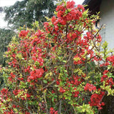 Gutui Japonez, Merisor (Chaenomeles) Pink Storm, arbust decorativ cu flori roz intens, rezistent,