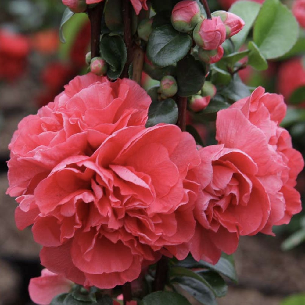Gutui Japonez, Merisor (Chaenomeles) Pink Storm, arbust decorativ cu flori roz intens, rezistent,