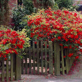 Gutui Japonez, Merisor (Chaenomeles) Fire Dance, cu flori duble rosii-portocalii