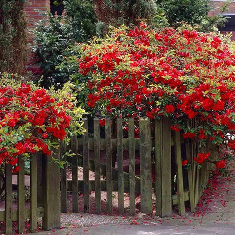 Gutui Japonez, Merisor (Chaenomeles) Fire Dance, cu flori duble rosii-portocalii