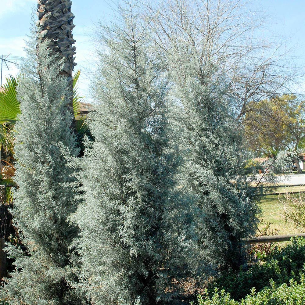 Chiparos argintiu de Arizona, gard viu vesnic verde