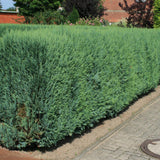 Chiparos Columnaris verde-albastrui, gard viu vesnic verde