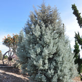 Chiparos argintiu de Arizona, gard viu vesnic verde