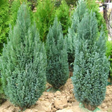 Chiparos Columnaris Ellwoodii gri-albastru, gard viu vesnic verde