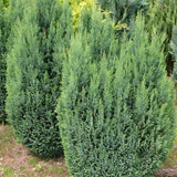 Chiparos Columnaris Ellwoodii gri-albastru, gard viu vesnic verde