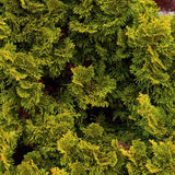 Chiparos Japonez auriu (Chamaecyparis Nana) Gracilis Aurea
