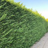 Chiparos Leylandii, gard viu vesnic verde