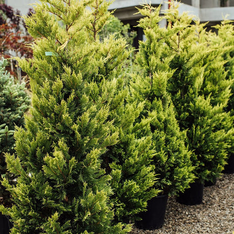 Chiparos Leylandii Aurea (Piramida)