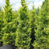 Chiparos Leylandii Aurea (Piramida)