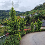 Chiparos Leylandii Castlewellan Gold, gard viu vesnic verde