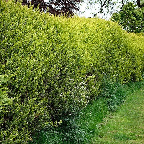 Chiparos Leylandii Castlewellan Gold, gard viu vesnic verde