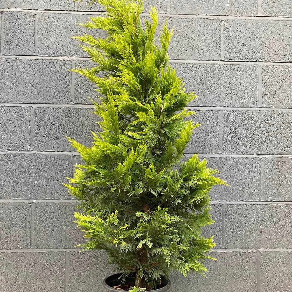 Chiparos Leylandii Gold Rider, gard viu vesnic verde