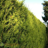 Chiparos Leylandii Gold Rider, gard viu vesnic verde