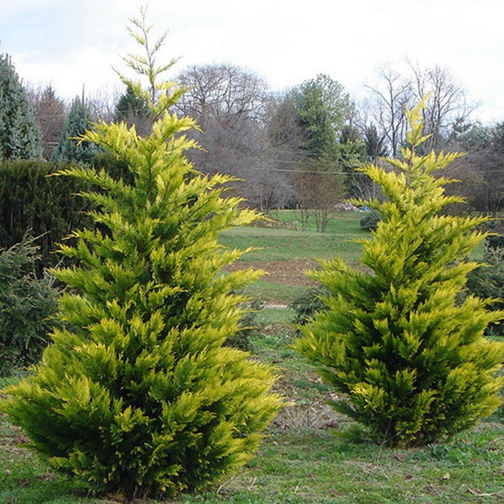 Chiparos Leylandii Gold Rider, gard viu vesnic verde