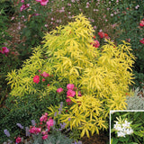 Choisya Aztec Gold