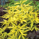 Choisya Aztec Gold