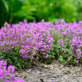 Cimbrisor violet Purple Beauty, tarator, intens aromat