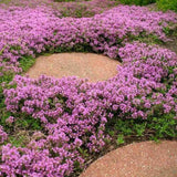 Cimbrisor violet Purple Beauty, tarator, intens aromat