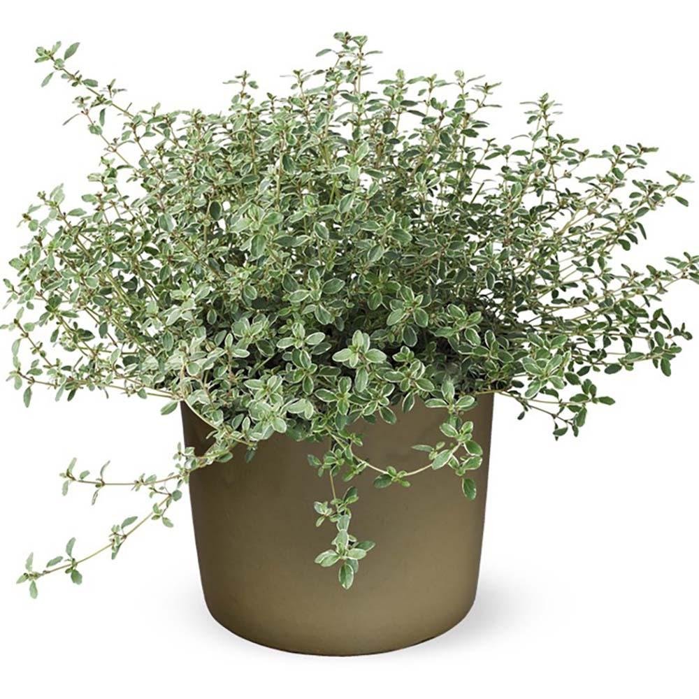 Cimbrisor Lamaios argintiu Silver King, tarator si intens aromat