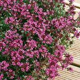 Cimbrisor rosu-fucsia Red carpet, tarator si intens aromat