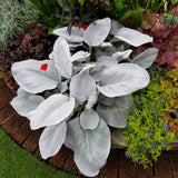 Cineraria Senecio Angel Wings, cu frunze argintii-albe pufoase
