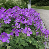 Ciocul Berzei Geranium Bloom me away, tarator cu flori albastre-mov