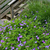 Ciocul Berzei Geranium Bloom me away, tarator cu flori albastre-mov