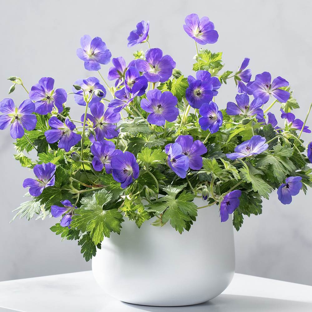 Ciocul Berzei Geranium Bloom me away, tarator cu flori albastre-mov