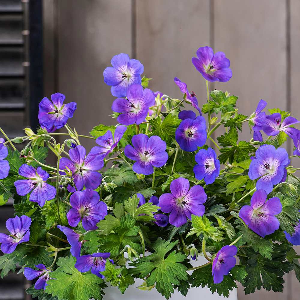 Ciocul Berzei Geranium Bloom me away, tarator cu flori albastre-mov