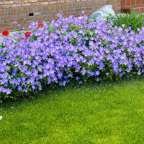 Ciocul Berzei Geranium Rozanne, tarator cu flori albastre-mov