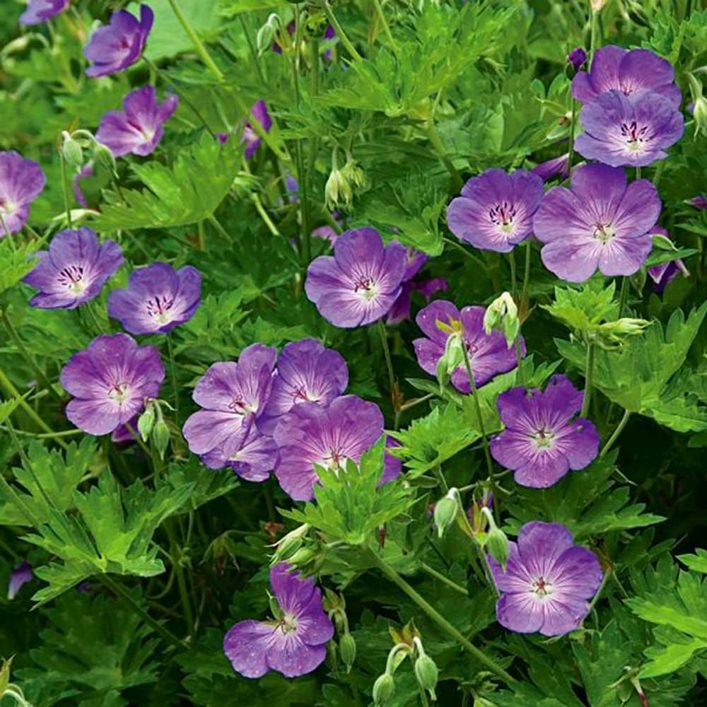 Ciocul Berzei Geranium Rozanne, tarator cu flori albastre-mov