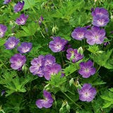 Ciocul Berzei Geranium Rozanne, tarator cu flori albastre-mov