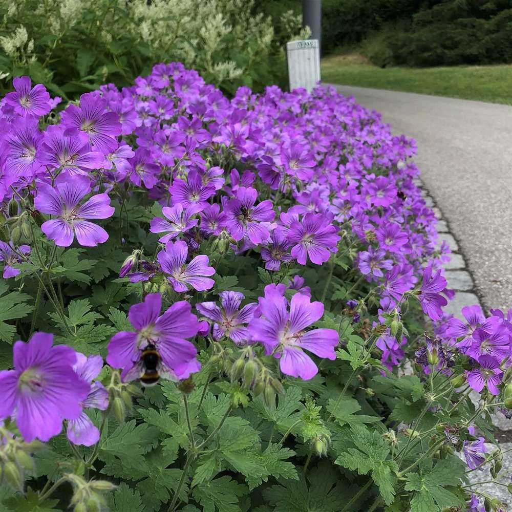 Ciocul Berzei Geranium Rozanne, tarator cu flori albastre-mov