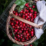 Cires Clasic (Prunus avium), cu fructe dulci-acrisor rosu-inchis