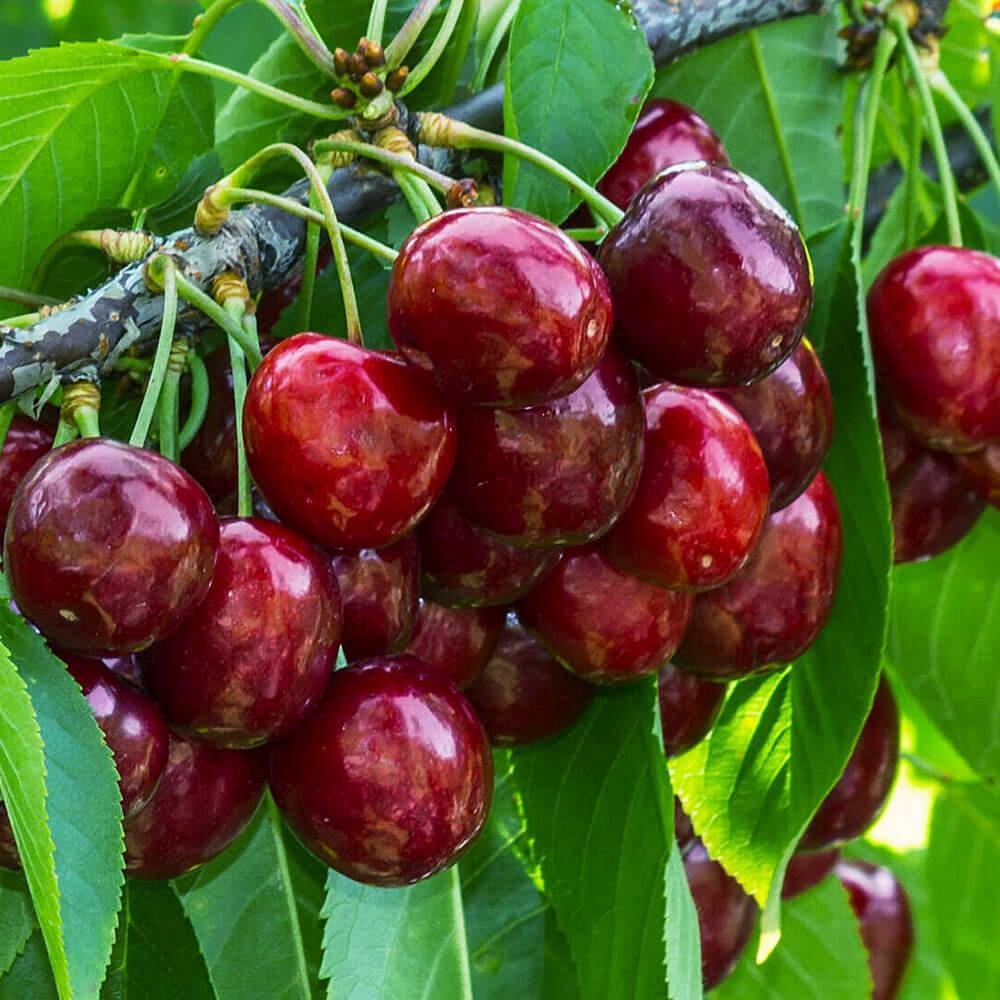 Cires Clasic (Prunus avium), cu fructe dulci-acrisor rosu-inchis