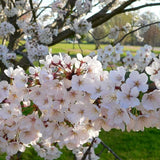 Cires Clasic (Prunus avium), cu fructe dulci-acrisor rosu-inchis