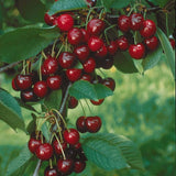 Cires Columnar (Prunus Avium) Sylvia, cu fructe dulci rosii-inchis