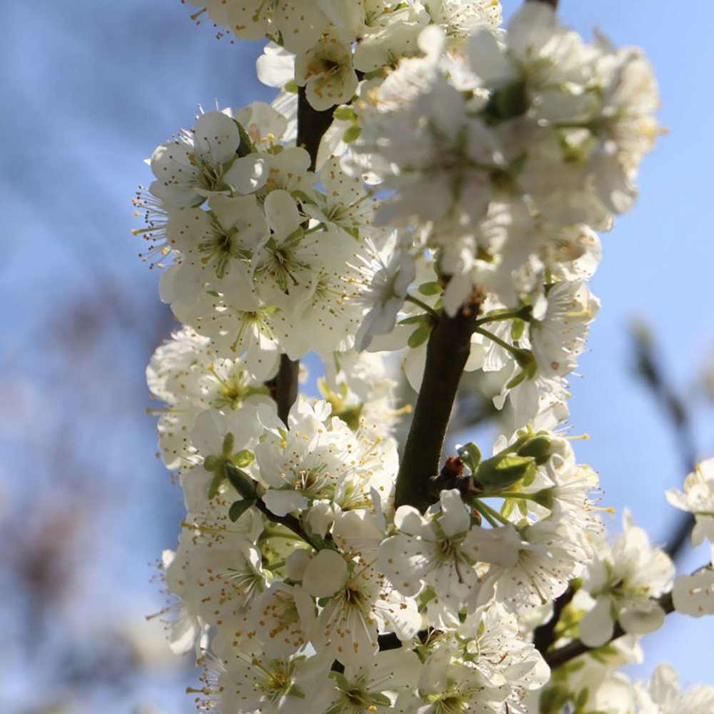 Cires Columnar (Prunus Avium) Sylvia, cu fructe dulci rosii-inchis
