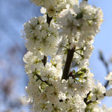 Cires Columnar (Prunus Avium) Sylvia, cu fructe dulci rosii-inchis