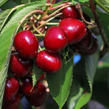 Cires Columnar (Prunus Avium) Sylvia, cu fructe dulci rosii-inchis
