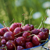 Cires Columnar (Prunus Avium) Sylvia, cu fructe dulci rosii-inchis