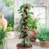 Cires Columnar (Prunus Avium) Sylvia, cu fructe dulci rosii-inchis