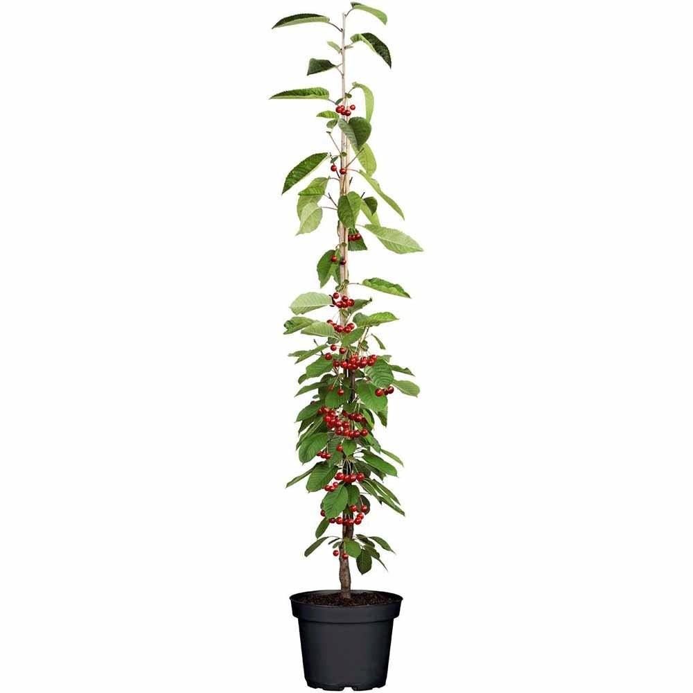 Cires Columnar (Prunus Avium) Sylvia, cu fructe dulci rosii-inchis