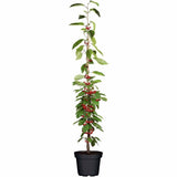 Cires Columnar (Prunus Avium) Sylvia, cu fructe dulci rosii-inchis