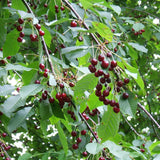 Cires Dulce (Prunus Avium) Kordia, cu fructe dulci rosii-inchis