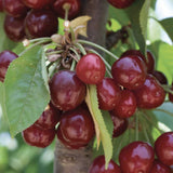 Cires Dulce (Prunus Avium) Stella, cu fructe dulci rosii-inchis