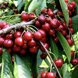 Cires Dulce (Prunus Avium) Stella, cu fructe dulci rosii-inchis