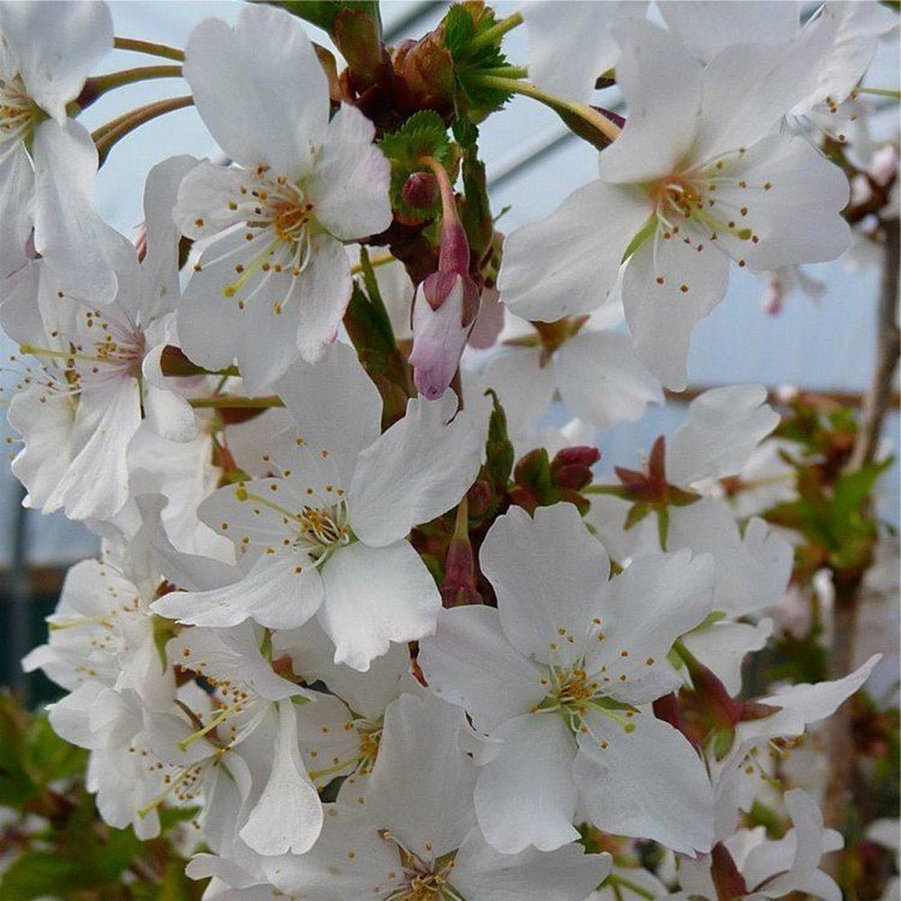 Cires Japonez alb Brillant, cu flori albe