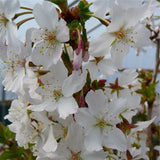 Cires Japonez alb Brillant, cu flori albe