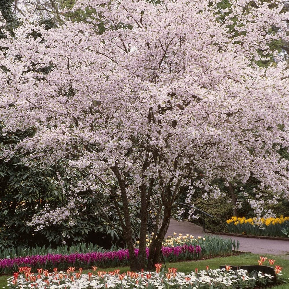 Cires Japonez Autumnalis Rosea, cu flori roz-pal